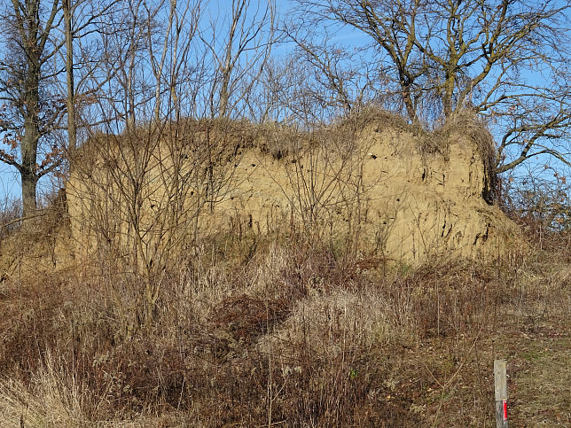 Bildein, Bienenfresser-Kolonie