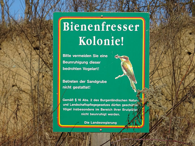 Bildein, Bienenfresser-Kolonie