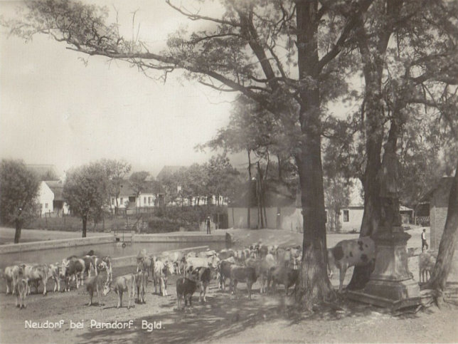 Neudorf bei Parndorf, Kuhherde