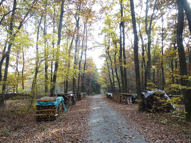 Dt. Ehrensdorf - 4 W Runde (Wald Wiese Wein Walking)