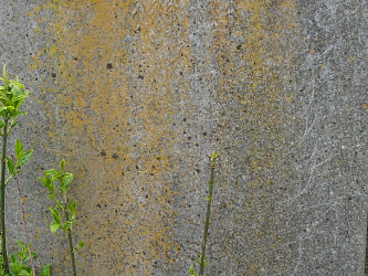 Friedhof Rbafzes (Raabfidisch)