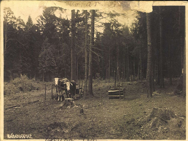 Rbagyarmat, Ochsengespann