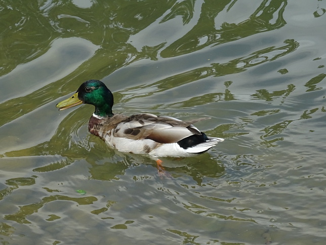 Maschinenteich im Schlosspark