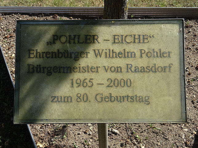 Raasdorf, Pohler-Eiche